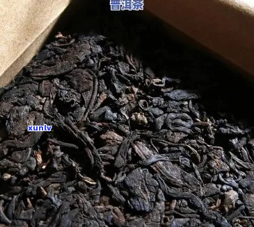 探索俊仲号7698老树普洱茶的独特之处：历、品质与鉴指南