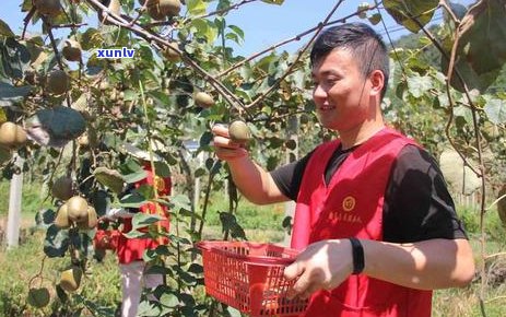 探索桐庐茶叶：揭秘当地名品及其独特风味