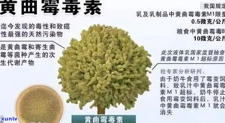 普洱茶对提高代谢率的潜力研究：科学角度解析与实践指南