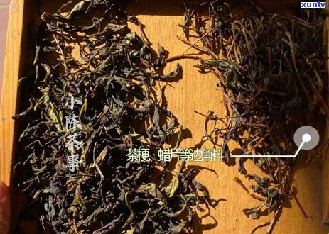 普洱生茶新茶和陈茶的区别