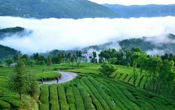 鹤峰茶是什么茶