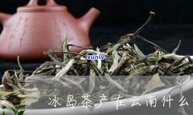 冰岛茶是哪个地方生产的茶