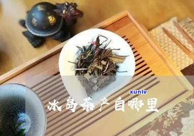 冰岛茶是哪个地方生产的茶