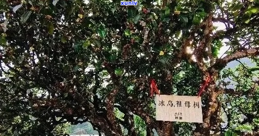 探索云南茶园中的冰岛茶王：发现珍稀的茶香之旅