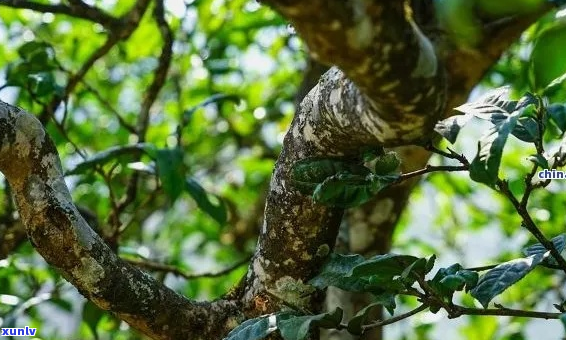 探索云南茶园中的冰岛茶王：发现珍稀的茶香之旅