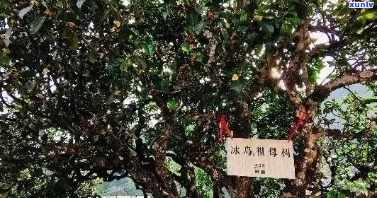 探索云南茶园中的冰岛茶王：发现珍稀的茶香之旅