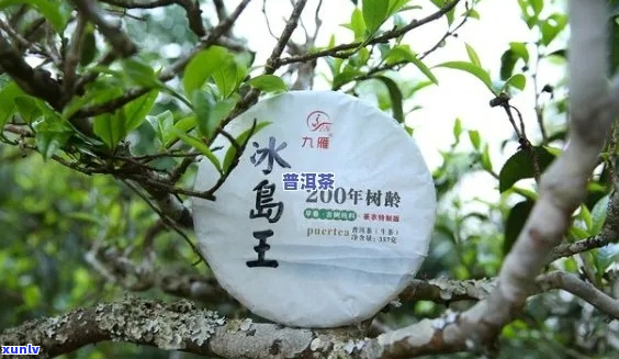 探索云南茶园中的冰岛茶王：发现珍稀的茶香之旅