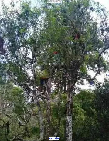 云南古树普洱茶精选十大名牌，探索顶级品质与独特风味