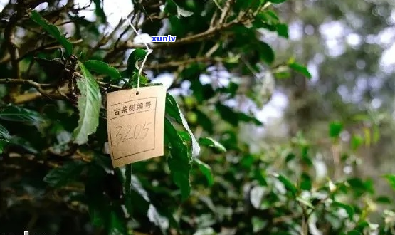 云南古茶树普洱茶价格表，十大名牌介绍