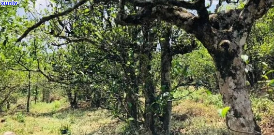 普洱茶和古树茶有什么不同