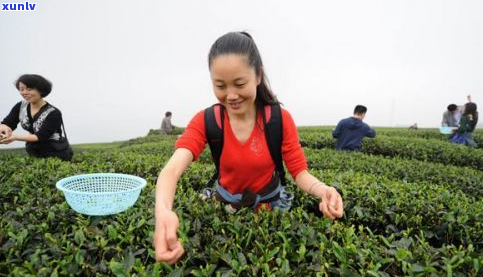 重庆地道茶文化探索：精选好茶品鉴地