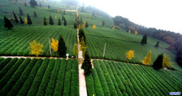 重庆地道茶文化探索：精选好茶品鉴地