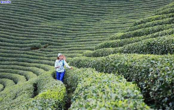 重庆必尝地道好茶：探索物美价的茶文化体验