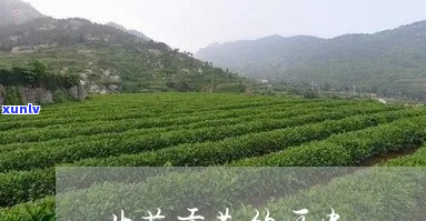 《北苑贡茶又称代名茶，消费人群定位及产地解析》