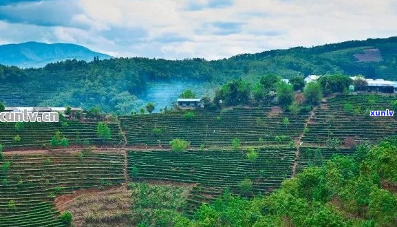 普洱30年历程：探索茶文化、经济发展与环境保护的平