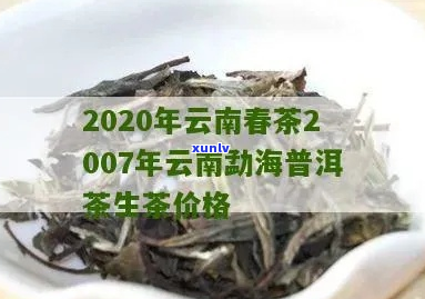 2020年普洱春茶价格表