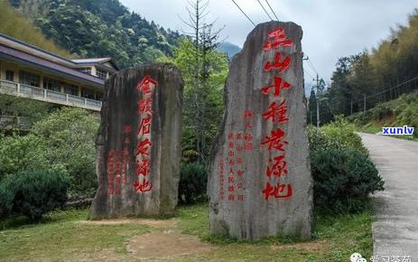 红茶茶有哪些品种排名