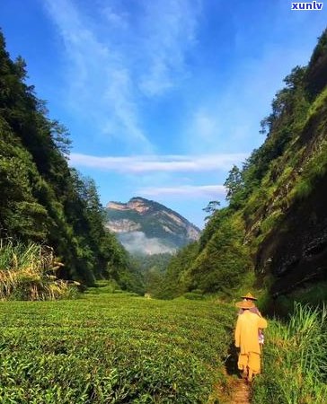 老茶客的全方位指南：揭秘资深品饮爱好者的必备知识