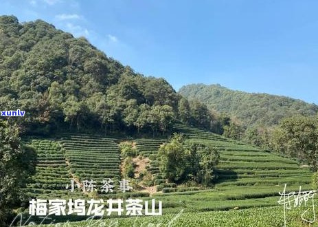 老茶客茶叶是什么茶