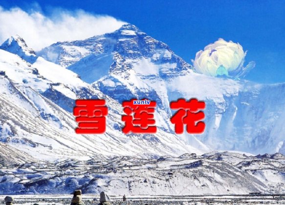 2008年老班章三爬云川：雪山之巅的英雄传奇