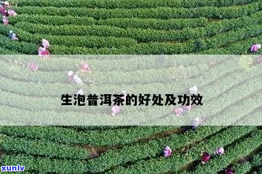 生加普洱茶的好处