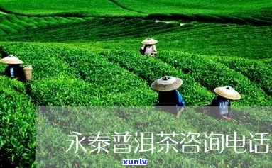 永泰普洱茶哪家好