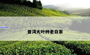 大叶种白茶属于普洱茶么