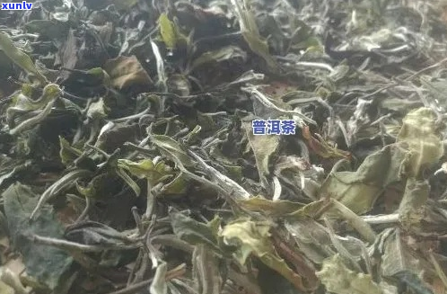 大叶种白茶属于普洱茶么