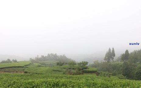 大叶种白茶属于普洱茶么