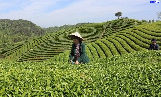 如何挑选婺源优质茶叶？