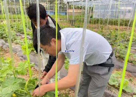 2019年云南省普洱茶产量数据概览