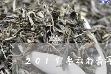 2019云南省普洱茶