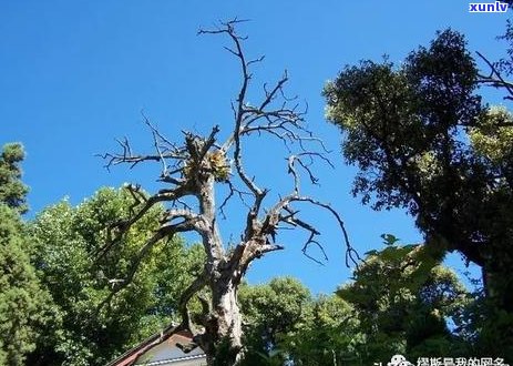 【岁月情愫】珍藏普洱茶，品鉴时光流转的味道