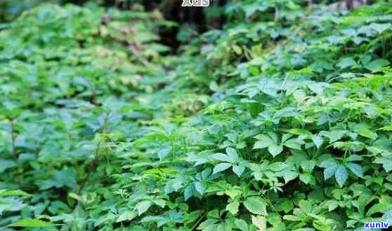 野生绞股蓝与普洱茶的结合：自然之选的保健茶品