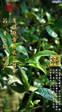 新全面解析普洱茶的多样化山头：探索不同的茶类与产地特点