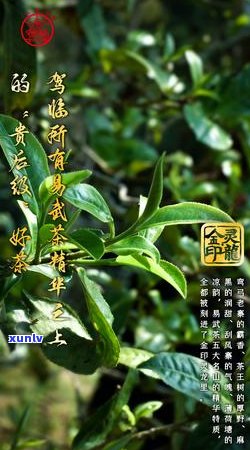 新全面解析普洱茶的多样化山头：探索不同的茶类与产地特点