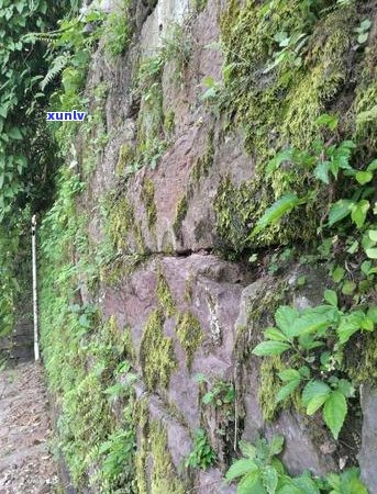 倚邦普洱茶：品鉴之旅的完美选择