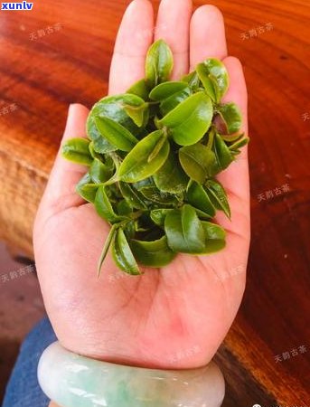 倚邦茶区普洱茶的独特魅力：历史、品质与文化传承