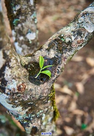 新标题建议：《揭秘倚邦古树茶的独特魅力：品种、特点及鉴赏指南》