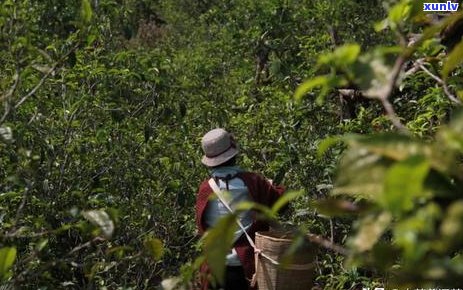 冰岛古树茶园的传承与创新