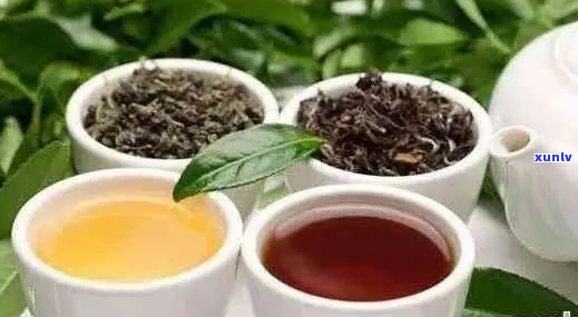 选择喝普洱茶还是红茶：全面对比分析与健康益处