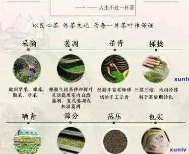 老班章普洱茶价格与品质对比查询表