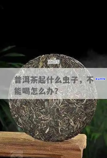 普洱茶中虫子处理的全方位指南