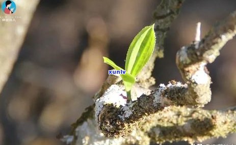 立秋时节冲泡普洱茶是否美味？探索绔嬬的风味世界