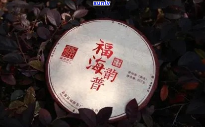 福海龙印普洱茶品鉴报告：口感与风味深度评测