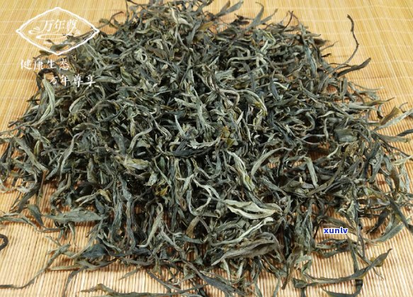 无量山普洱茶品鉴与鉴赏指南