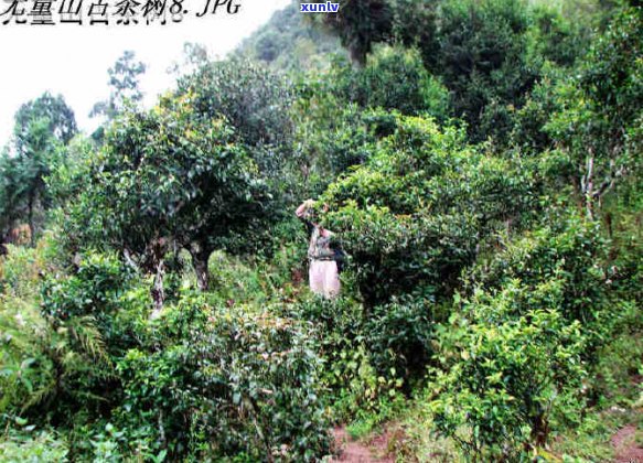 无量山普洱熟茶价格表2007年：无量山普洱茶特点及价格一览