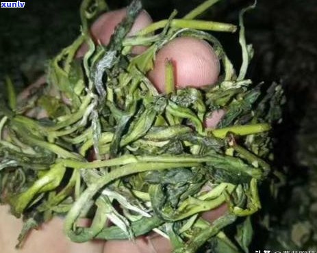 探索普洱茶的多样化搭配：提升口感与健康益处的新策略