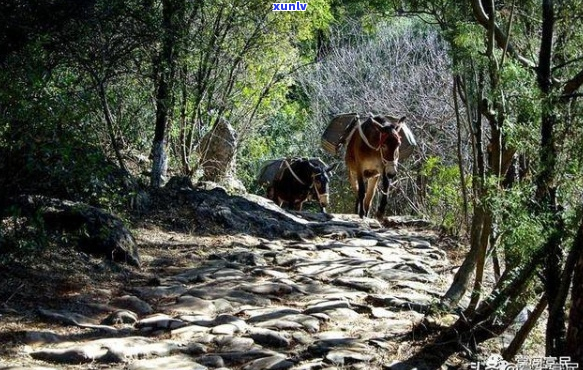 云南自然风光与马帮文化：探索《山间铃响马帮来》的拍摄地