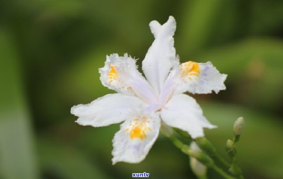 普洱茶百花茶的泡法